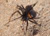 Steatoda paykulliana